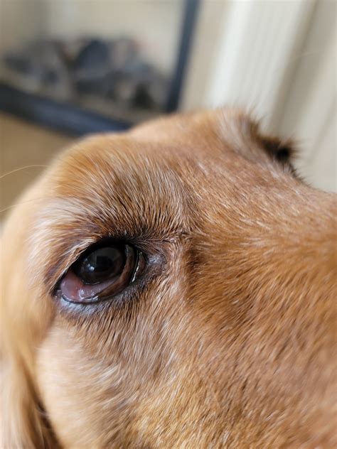 Worried About My Golden Retriever Eye Golden Retriever Dog Forums