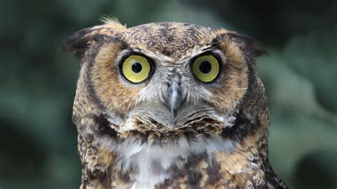 Great Horned Owl Elmwood Park Zoo