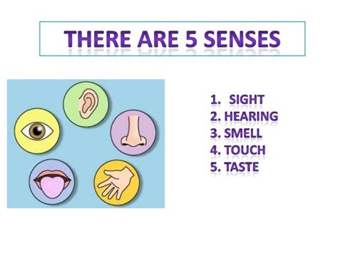 The 5 senses
