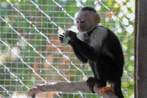 Rescatan A Mono Carablanca Que Estaba En Cautiverio En Negocio Al