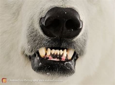 National Polar Bear Day Hubpages
