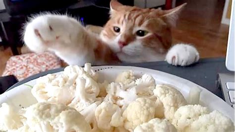 Sneaky Cats And Dogs Stealing Food Too Funny Youtube