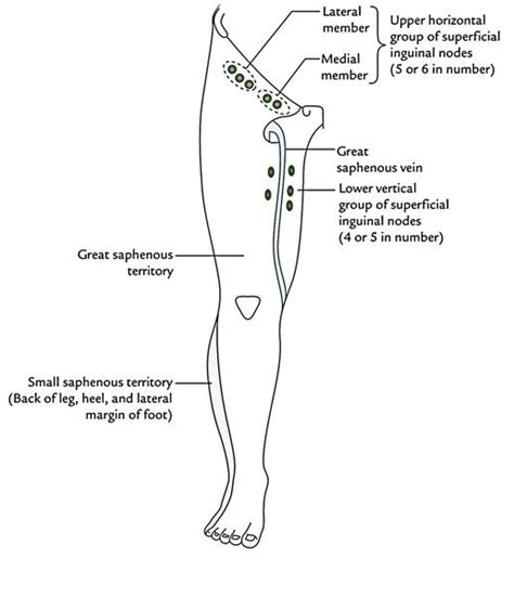 Pin On Lymphatic Drainage