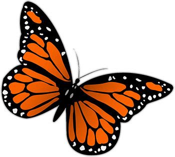 So butterfly clipart is simply a joy to make, and here on this page as well as the page beautiful butterfly images you will find lots and lots of butterfly drawings. Monarch butterfly clip art clipartandscrap - Gclipart.com
