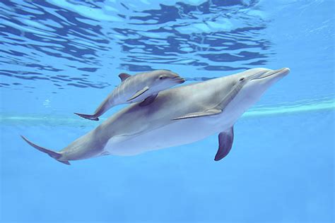 Watch This Baby Dolphin Learn To Swim A Second After Its Born