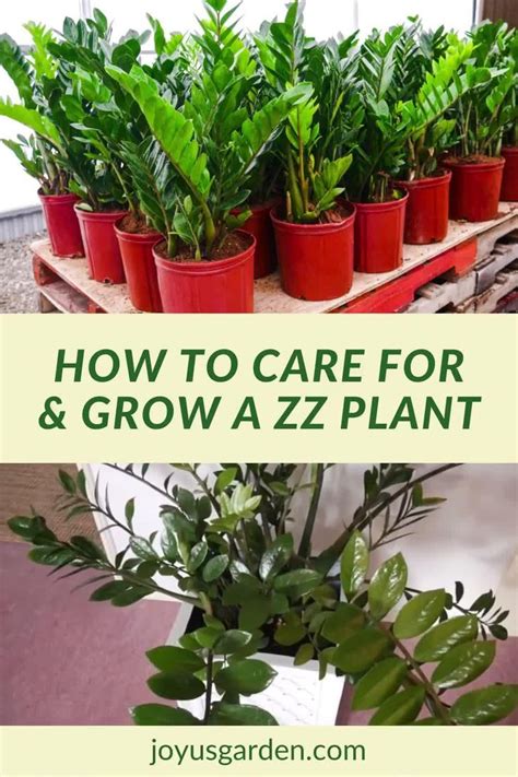 Zz Plant Care Tips A Tough As Nails Glossy Houseplant Video Video