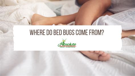 Where Do Bed Bugs Come From Home Of Absolute Pest Control