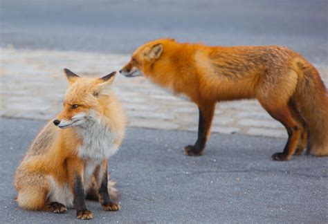 State Ibsp Foxes Are Not Being Trapped And Shot To Protect Birds