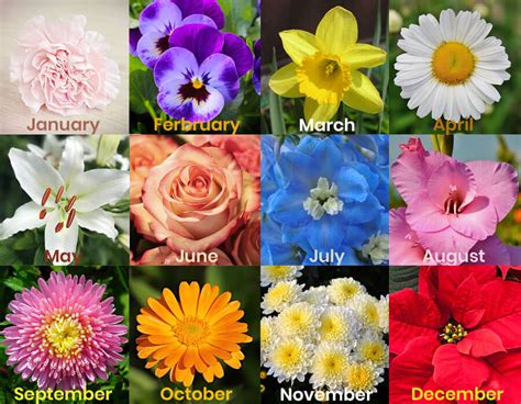 According to the language of flowers, introduced to england in the early 18th century by mary wortley montague, flowers had meanings.each month has a symbolic flower whose characteristics may be. The Right Flowers for the Right Occasion
