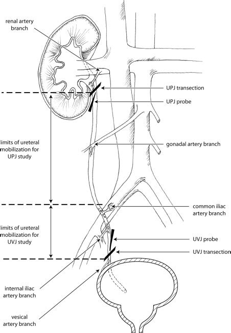 The Effects Of Ureteral Mobilization And Transection On Ureteral