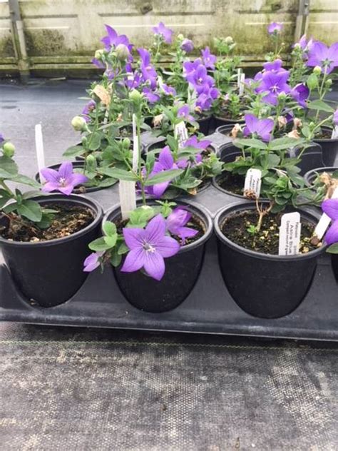 Read our 'how to' guide to find out the correct time for pruning clematis. How to Grow and Care for Clematis - Stockslagers ...