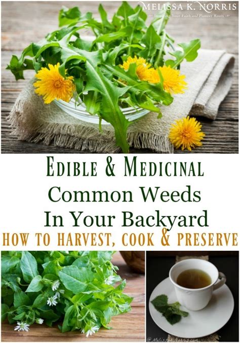 4 Edible And Medicinal Weeds Growing In Your Backyard Melissa K Norris
