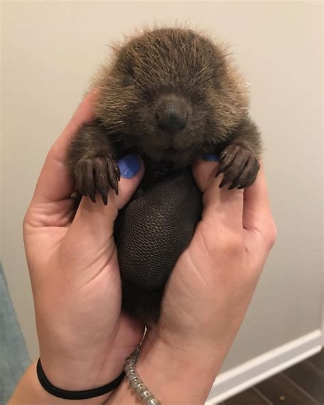 55 Adorable Baby Beavers Youd Instantly Want To Give A Hug To Small Joys