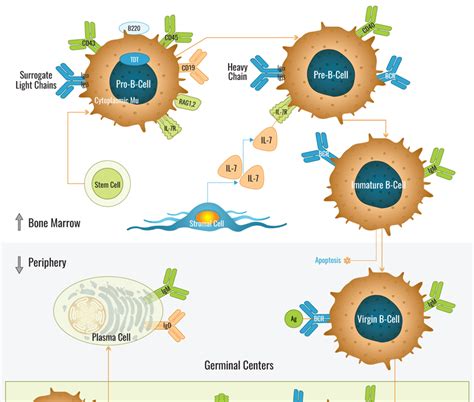 B Cell Development Pathway Bosterbio