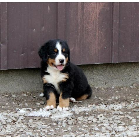 Puppies for sale - Bernese Mountain Dogs - in New Haven ...