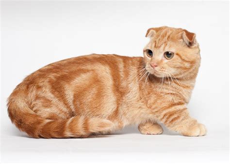 Munchkin Cat Orange Tabby Christopher Myersas Coloring Pages