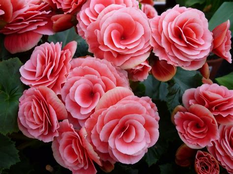 Some species are commonly grown indoors as ornamental houseplants in cooler climates. Begonia - Grow a Perennial Flowering Plant - Charismatic ...