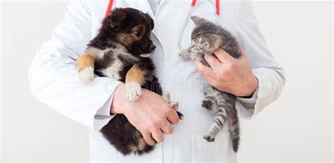 Cat And Dog In Vet Doctor Hands Doctor Veterinarian Keeps Kitten And