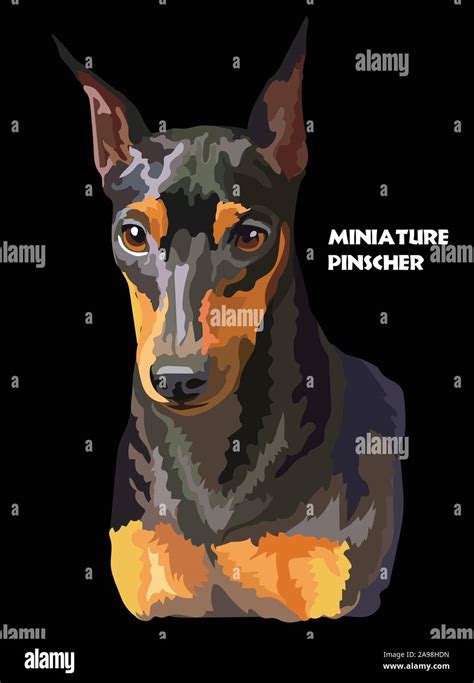 Retrato Coloreado De Pinscher Miniatura Aislado Vector Ilustración Realista Sobre Fondo Negro