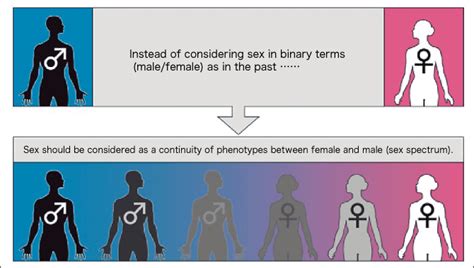 Special Feature 1 Diversity In Sex Sex Is A Continuous Spectrum