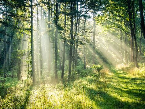 Morning Forest Explored Forest Clearing Jake Flickr