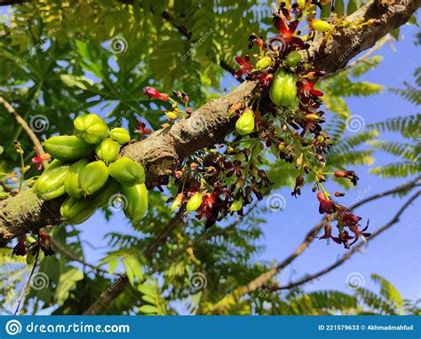 Pile Of Starfruits On A Tree Stock Image Image Of Plant Leaf 221579633