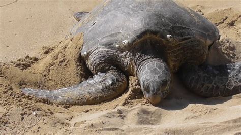 Laniakea Beach Turtle Beach Honolulu Hawaii Youtube