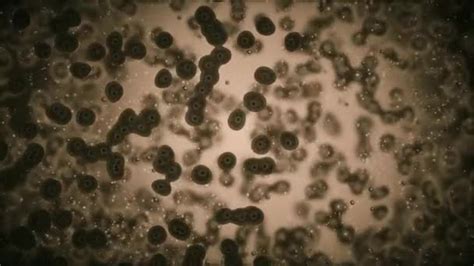 Cells And Bacteria Under Microscope — Stock Video © Irochka 106550506