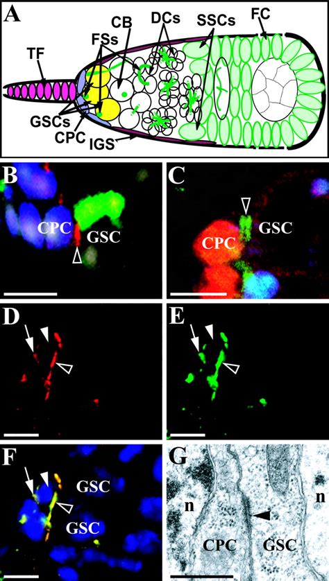 Germline Stem Cells Anchored By Adherens Junctions In The Drosophila