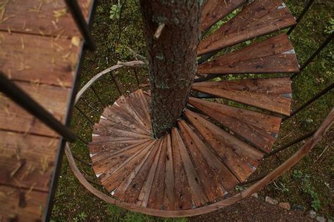 Spiral Stairs Around Tree Trunk Art Ideas Tree Deck Bench Pintere