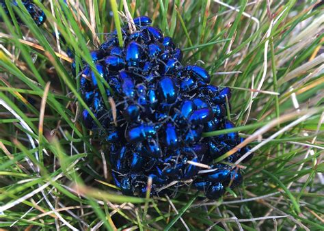 Huon View Blue Metallic Flea Beetles