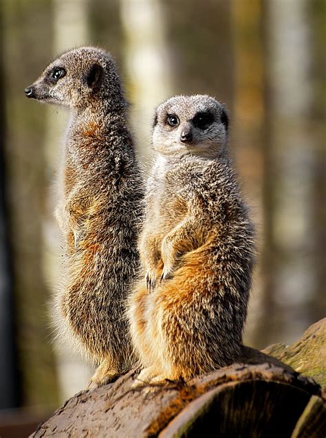 Royalty Free Photo Two Meerkats At On Brown Surface Pickpik