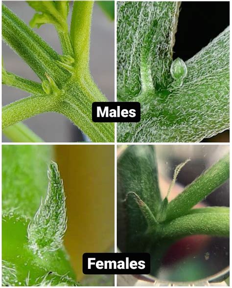 Male Or Female Plant Images And Photos Finder