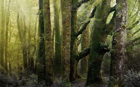 Wallpaper Forest Trees Moss Green Hazy 2560x1600 Hd Picture Image