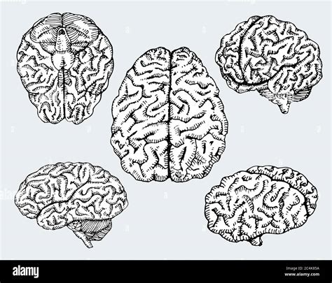 Hand Drawn Human Brains Vector Illustration Stock Vector Image And Art