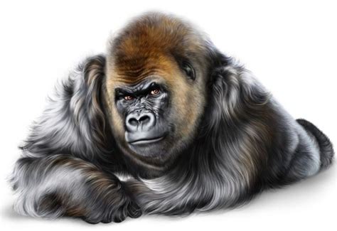 Grand Singe Gorillas Art Silverback Gorilla Great Ape Drawing