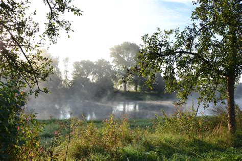 Free Images Landscape Tree Nature Forest Swamp Wilderness Fog