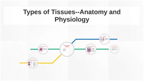 Types Of Tissues Anatomy And Physiology By Karley Devine