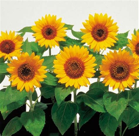Layanan manusia yang berkualitas membawa perlindungan yang lebih baik. Jual biji benih bunga matahari sunsmile di lapak Allynda ...