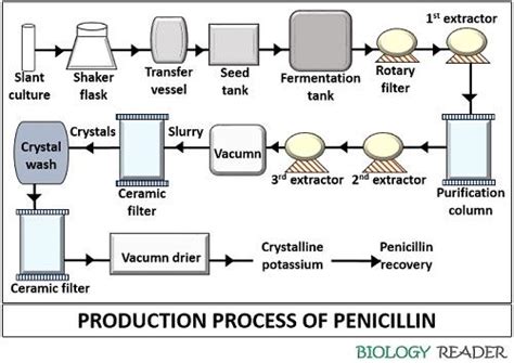 Production Of Penicillin Overview Industrial Production And Uses
