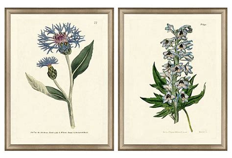 Blue Botanical Print Set On Vintage Print Gallery