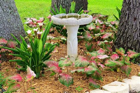 How To Grow Colorful Caladiums Gardener S Path Gardenerpath