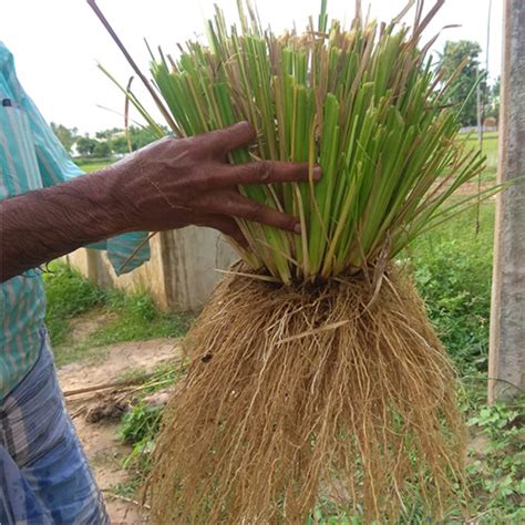 Vetiver Roots Chrysopogon Zizanioideswhole Cosmy Supplies Lupon