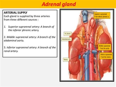 Anatomy Of The Adrenal Gland