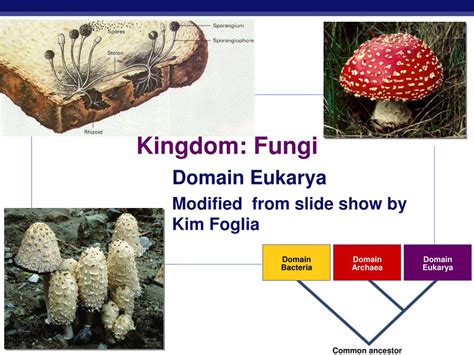 Ppt Kingdom Fungi Powerpoint Presentation Free Download Id1429462