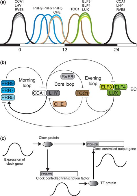 circadian oscillations in clock gene expression lead to a global rhythm download scientific