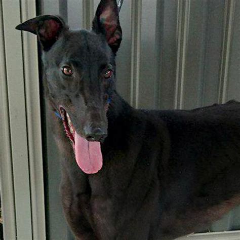 ~ po box 891, woodinville, wa 98072 ~ 877.468.7681 www.greyhoundpetsinc.org +. Racing and Wagering Western Australia | Greyhounds as Pets