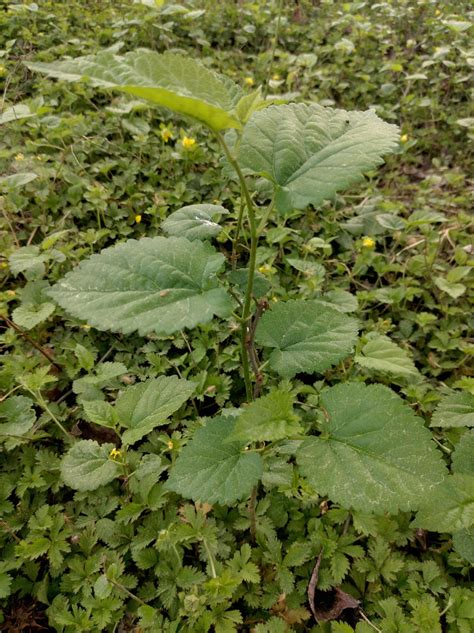 Mulberry Seedling Or Mulberry Weed Help Identifying Rgardening