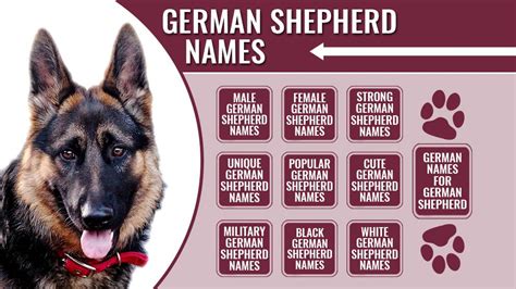 What Are Good Names For German Shepherds