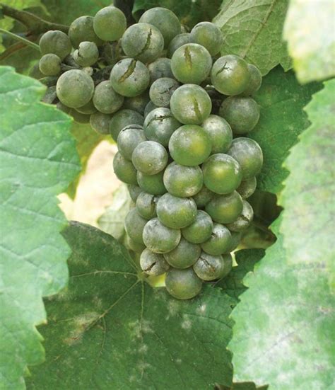 Hansen Research Leads To Better Control For Grape Disease Good Fruit